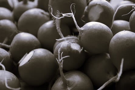 Radish Ferment Likami